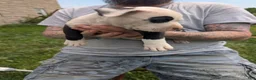 American Pit Bull Terrier dogs for sale: American Pit Bull Terrier Puppy 2 - Ad 3