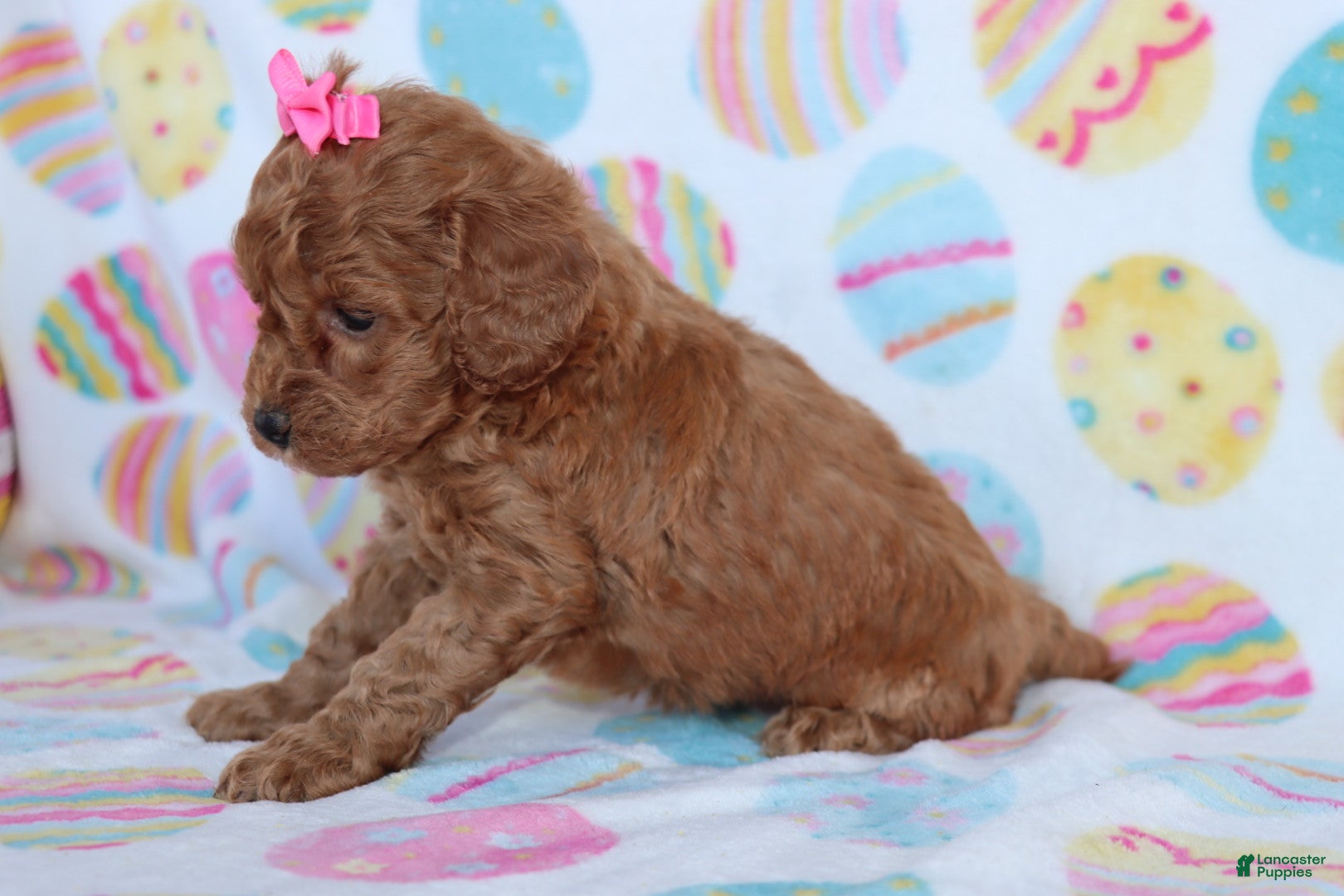 Miniature Poodle dogs Rosie - Ad 2