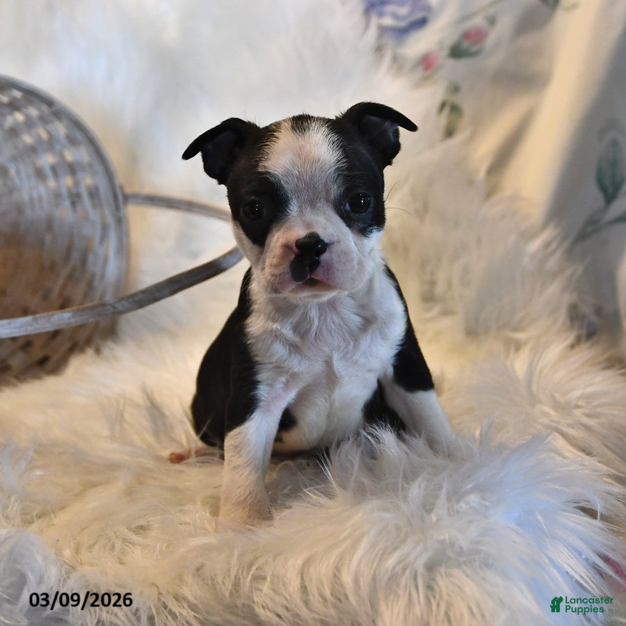 Boston Terrier dogs Rio - Ad 1