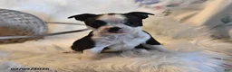Boston Terrier dogs for sale: Rio - Ad 1