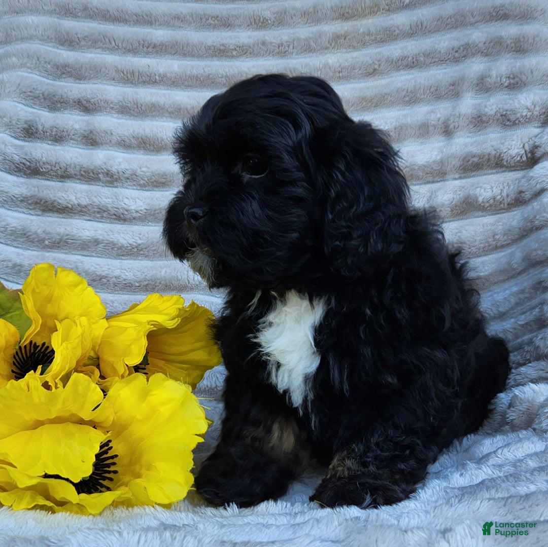Shihpoo dogs for sale: Dallas - Ad 2