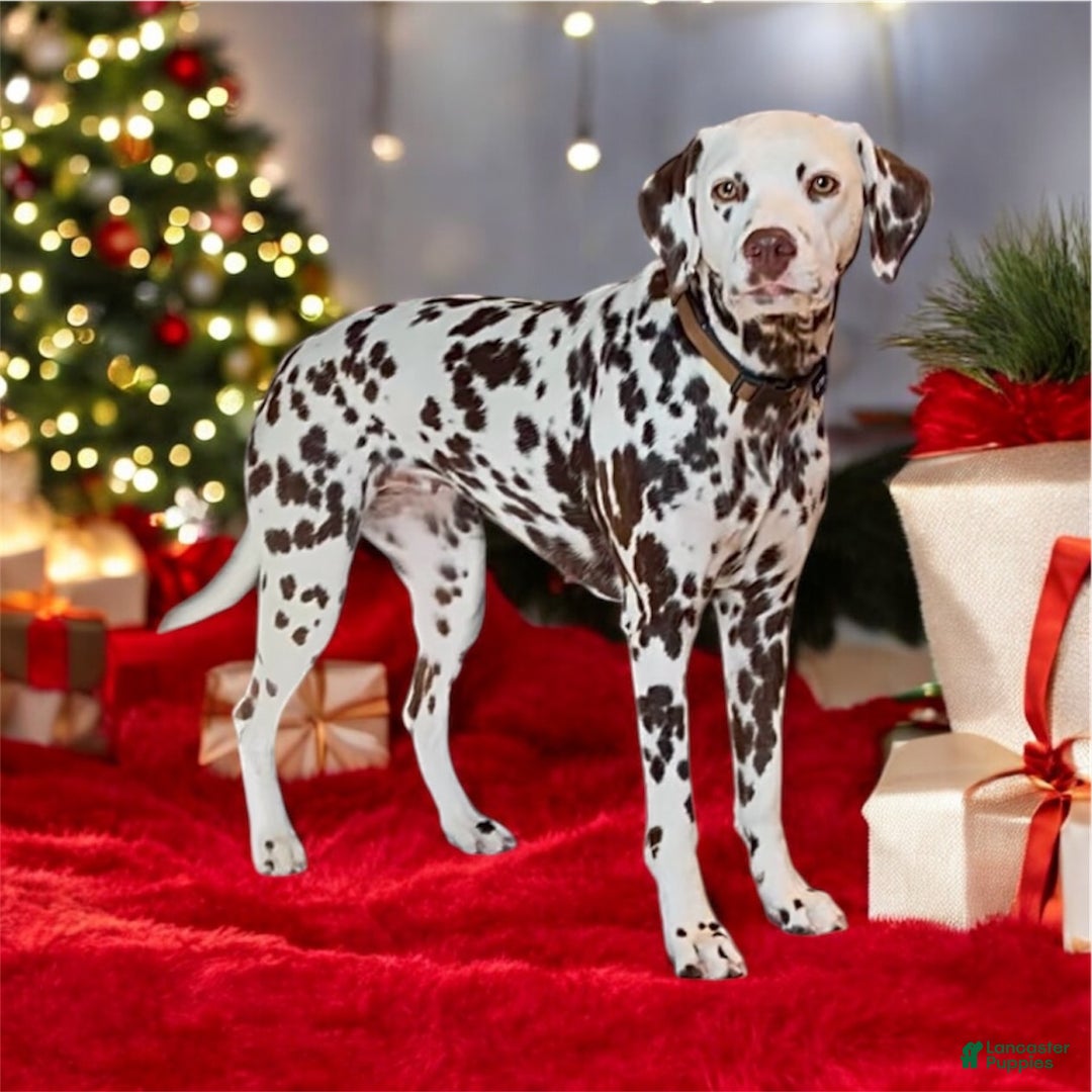 Dalmatian dogs for sale: Dream- Adult - Ad 7