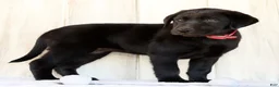 Labrador Retriever dogs for sale: Autumn - Ad 5