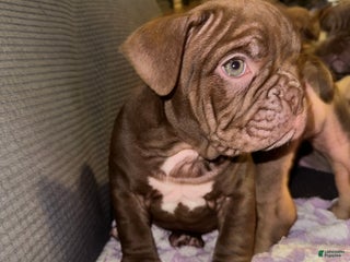 American Bully dogs Reese - Ad 8