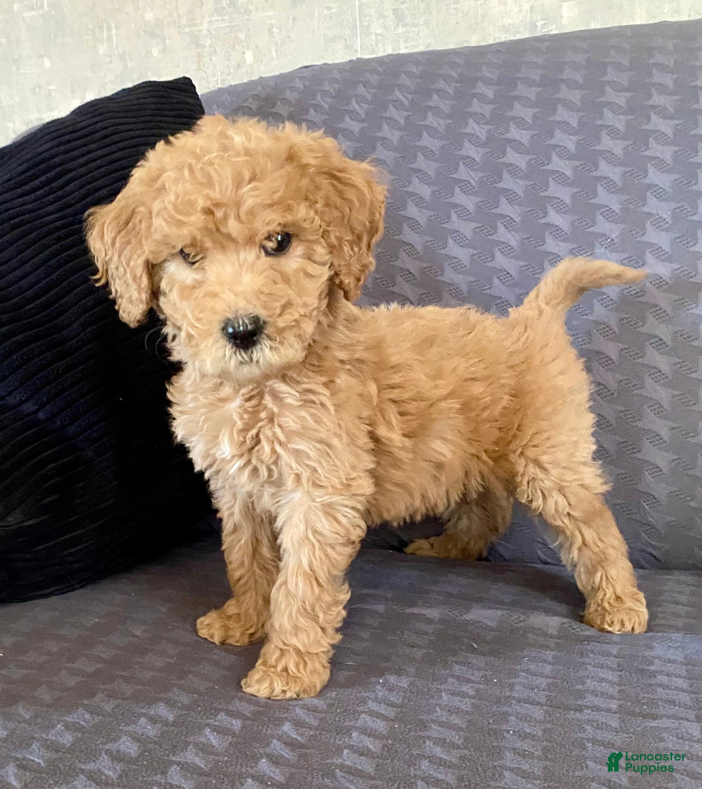 Standard Poodle dogs Andy - Ad 15