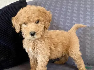 Standard Poodle dogs Andy - Ad 15