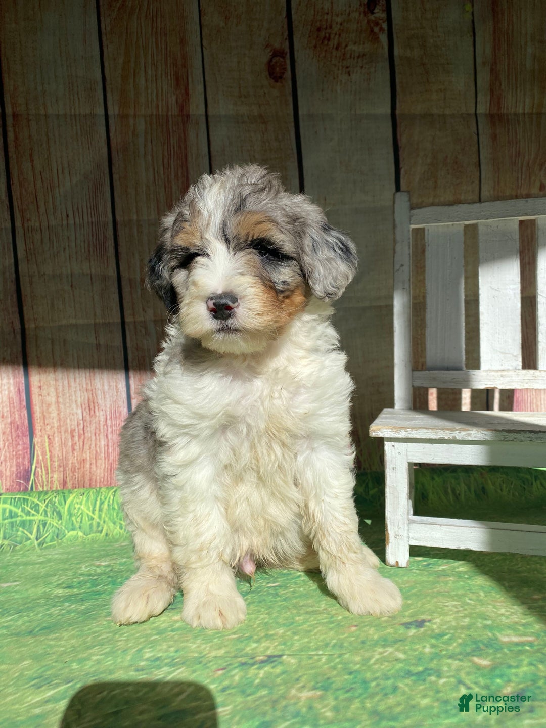 Mini Bernedoodle dogs for sale: Cowboy - Ad 2