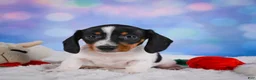 Miniature Dachshund dogs for sale: Coby - Ad 4