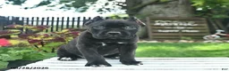 Cane Corso dogs for sale: Diamond  - Ad 3