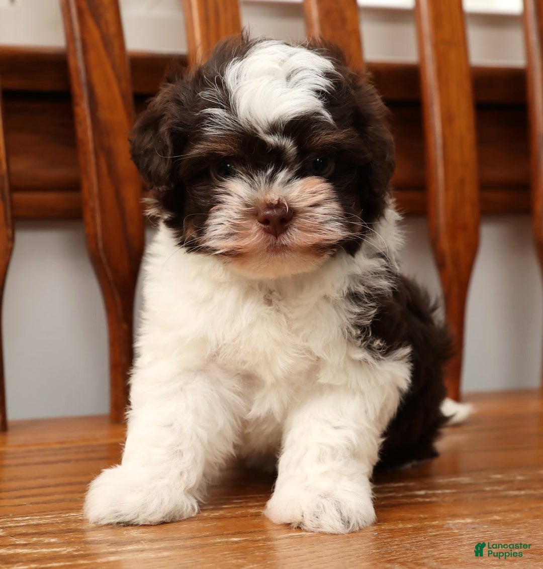 Havanese dogs for sale: Zack - Ad 8