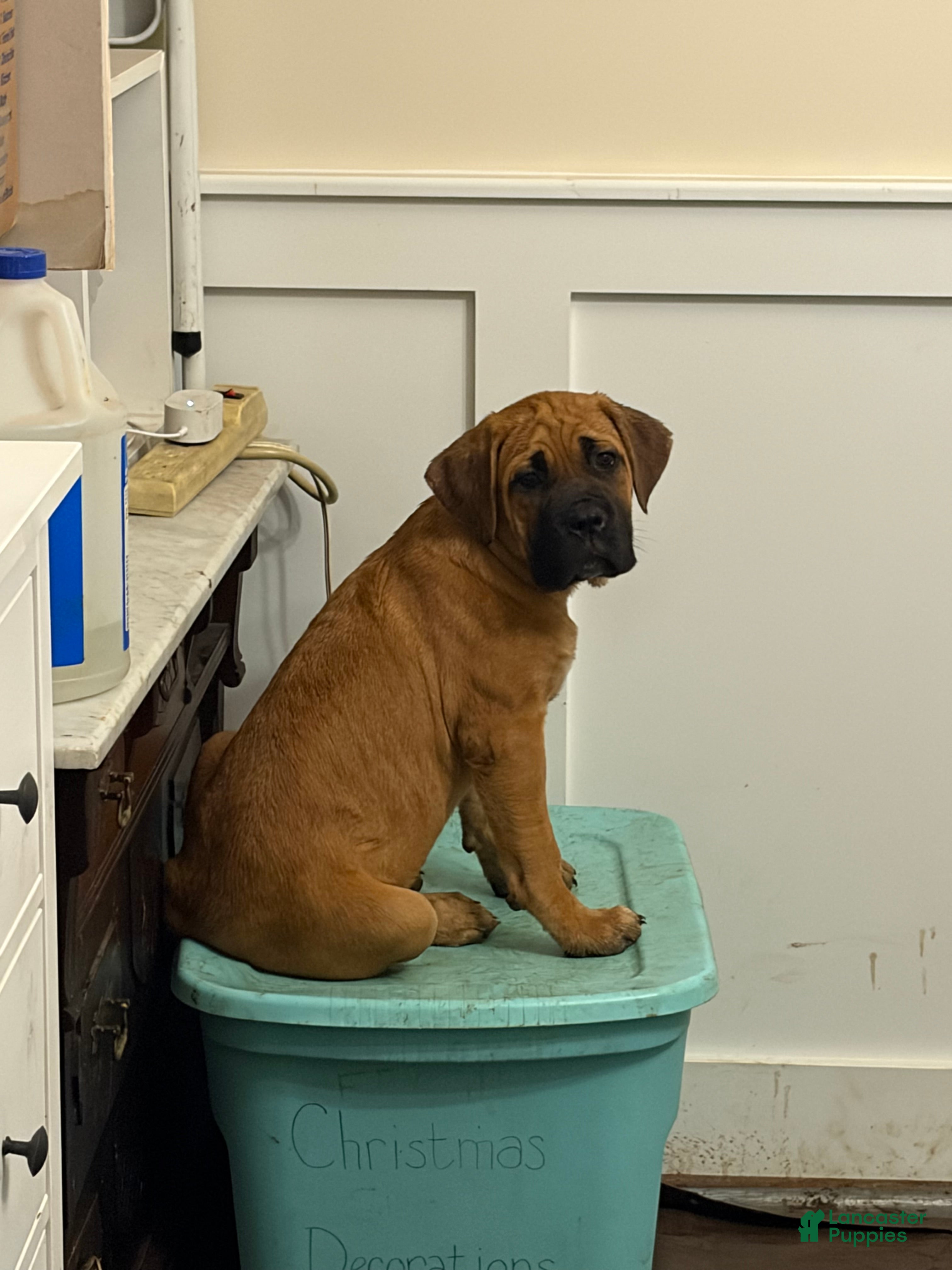Cane Corso dogs "Red" - Ad 2