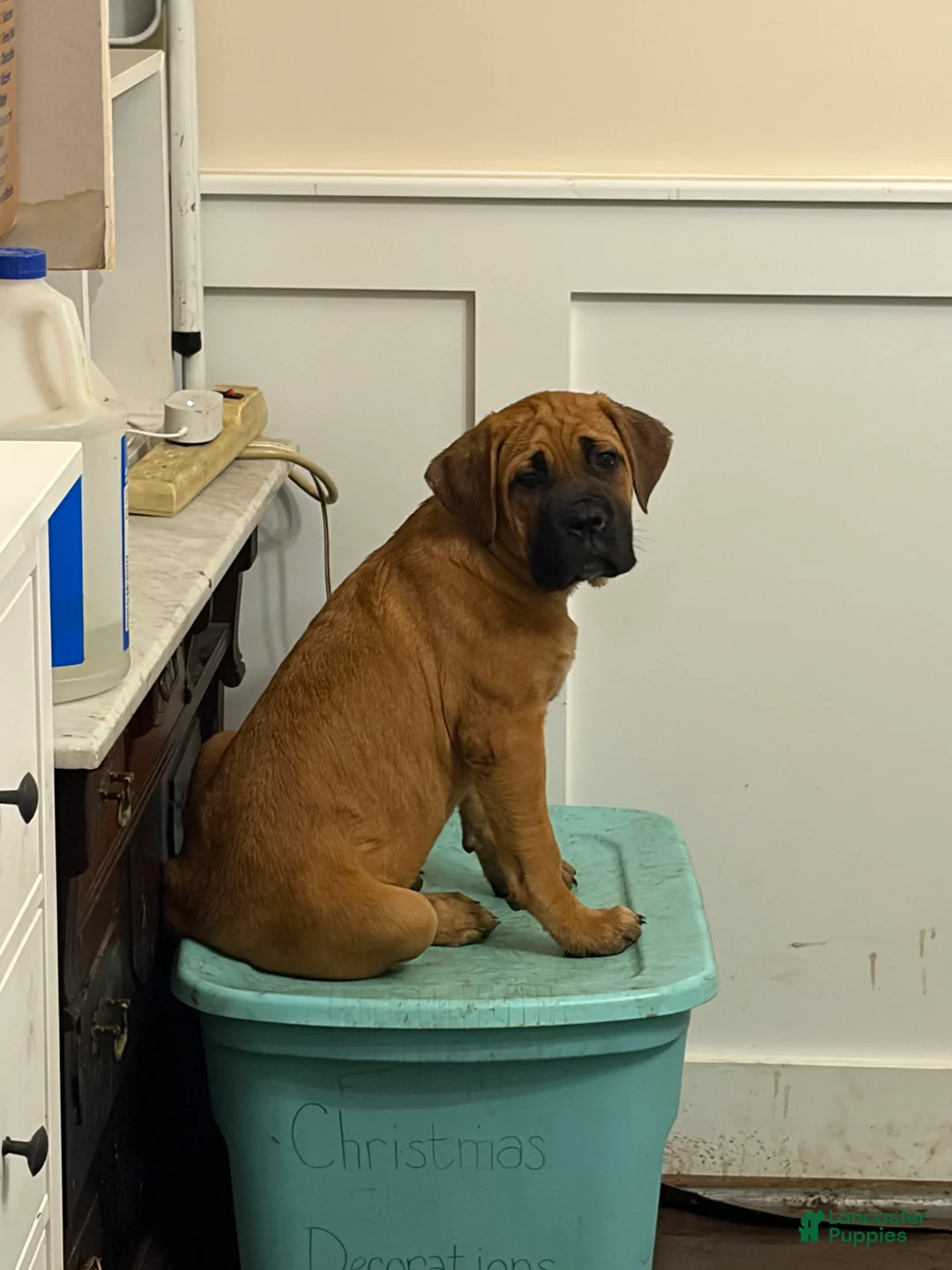 Cane Corso dogs for sale: "Red" - Ad 2