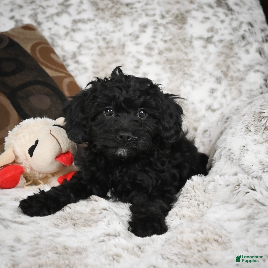 Cavapoo dogs Sandy - Ad 2