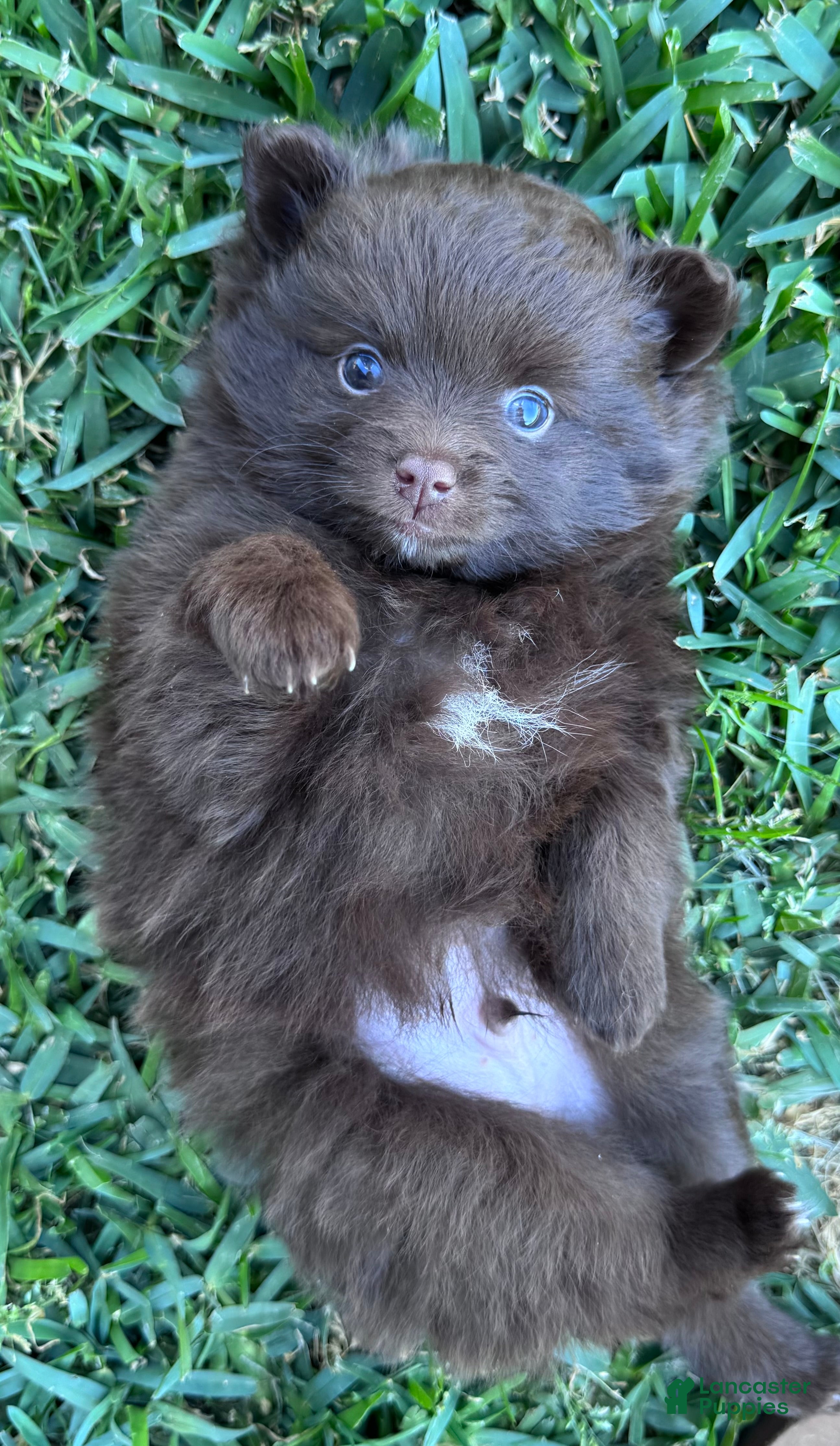 Pomeranian dogs for sale: Teddy - Ad 3