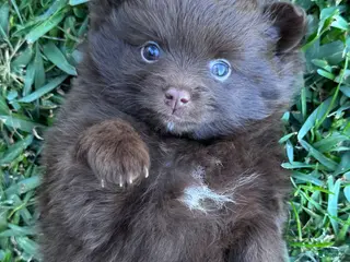 Pomeranian dogs for sale: Teddy - Ad 3