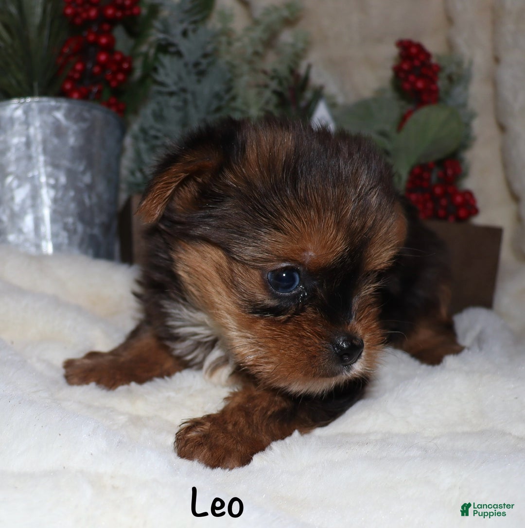 Yorkshire Terrier dogs for sale: Leo - Ad 4