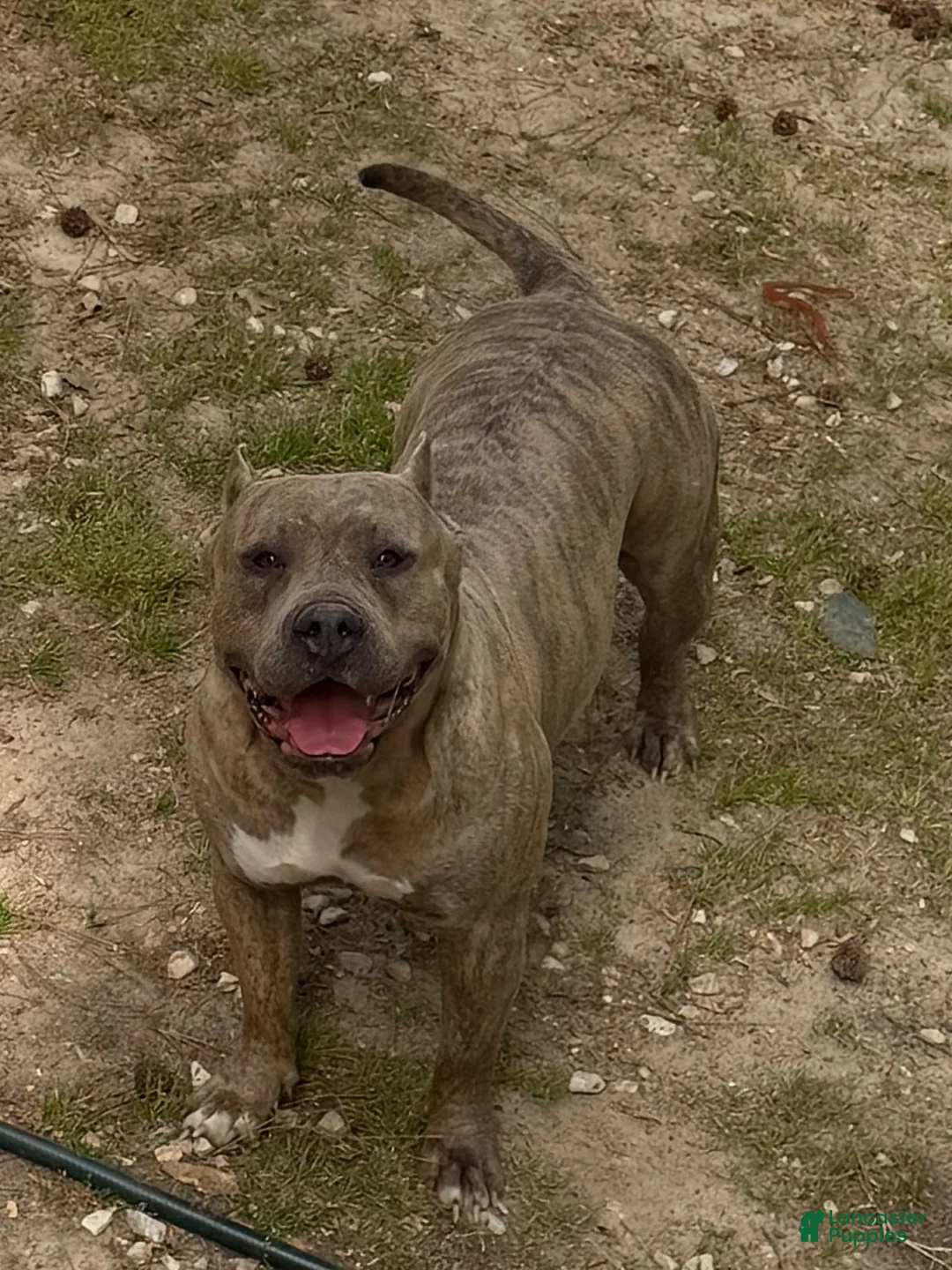 American Bully dogs for sale: American Bully 1 - Ad 2