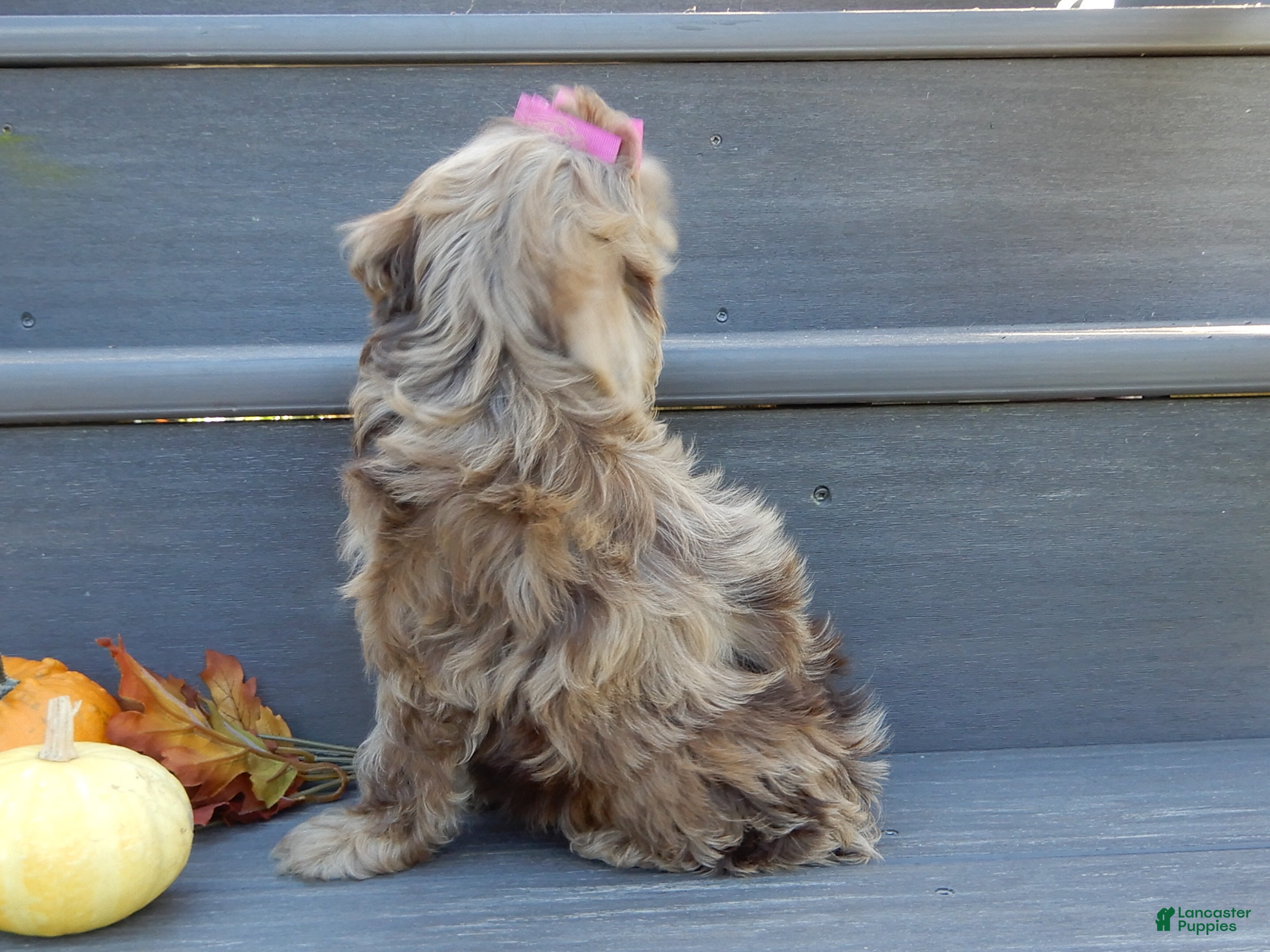 Cockapoo dogs Amber - Ad 2