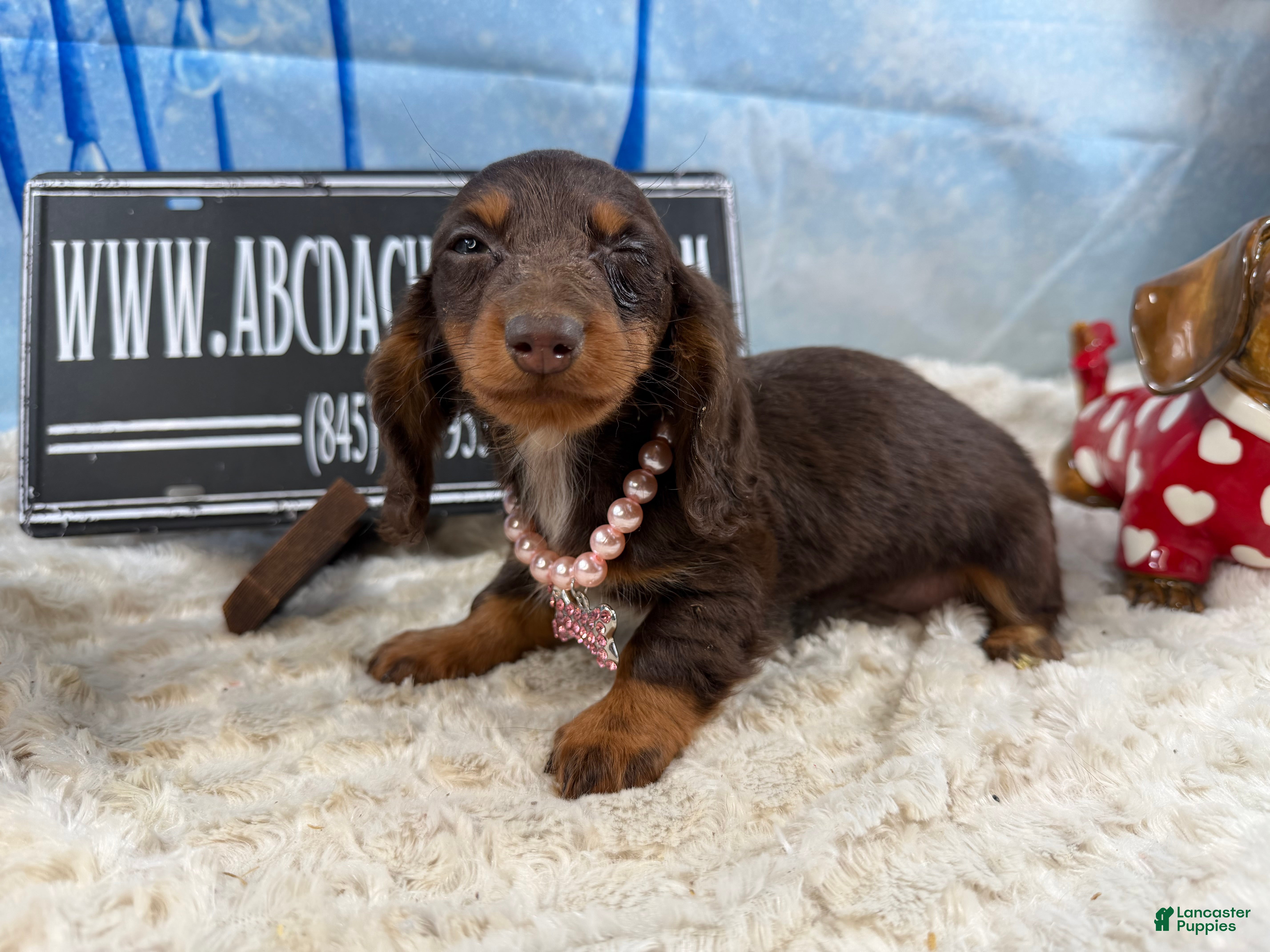 Miniature Dachshund dogs Russian AKC  - Ad 2