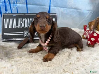 Miniature Dachshund dogs Russian AKC - Ad 2