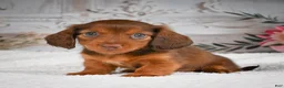 Miniature Dachshund dogs for sale: AKC-Drake - Ad 3