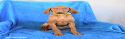 Vizsla dogs for sale: Rose  - Ad 2