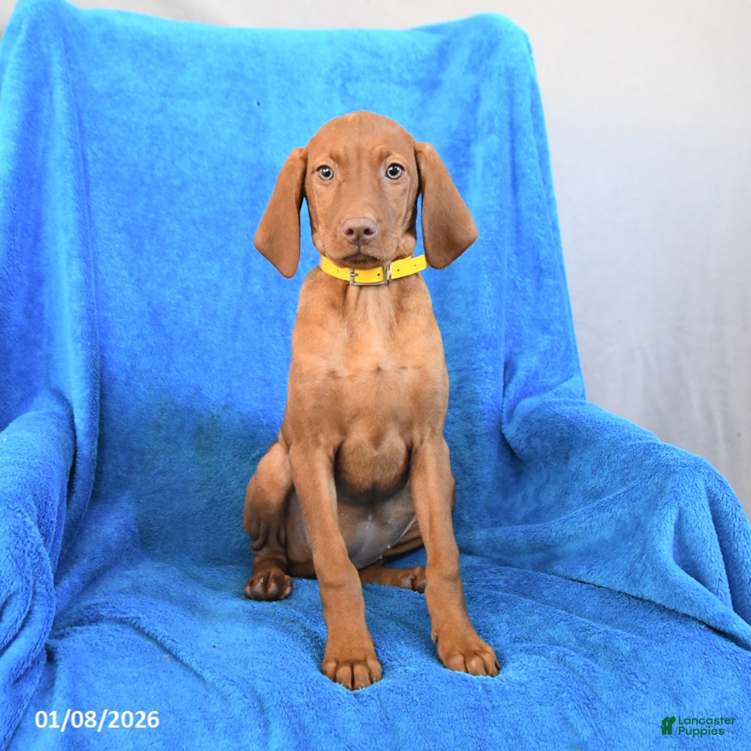 Vizsla dogs for sale: Rose  - Ad 2