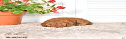 Mini Goldendoodle dogs for sale: Sasha - Ad 3