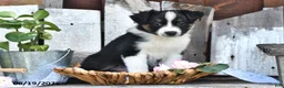 Australian Shepherd dogs for sale: Trixie - Ad 4