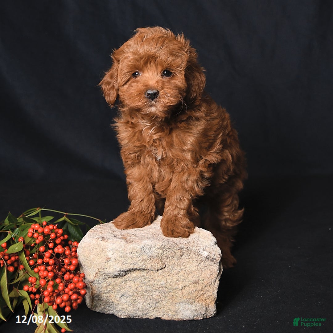 Whoodle dogs for sale: Fancy - Ad 4