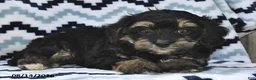 Shihpoo dogs for sale: Baxter - Ad 4
