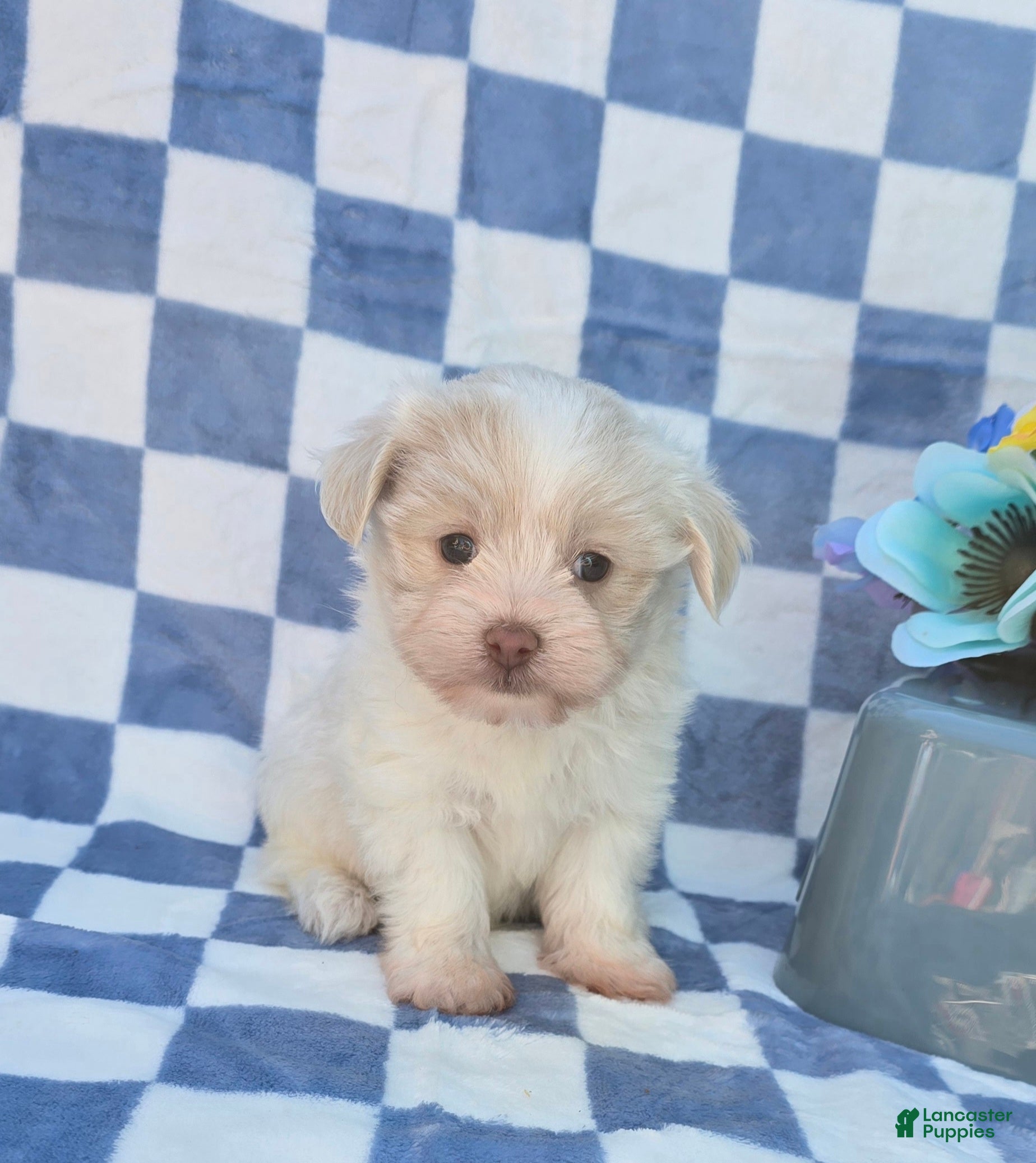 Mixed Breed dogs Linen - Ad 1