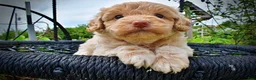 Havapoo dogs for sale: Valor - Ad 3