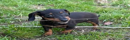 Miniature Dachshund dogs for sale: Pretzel - Ad 4