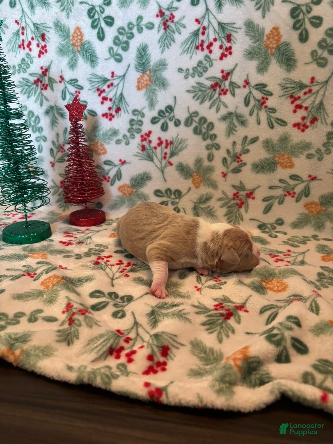 Mixed Breed dogs for sale: Apollo - Ad 4