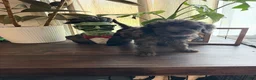 Labradoodle dogs for sale: Cole  - Ad 5