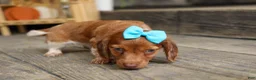 Miniature Dachshund dogs for sale: OLIVER - Ad 3