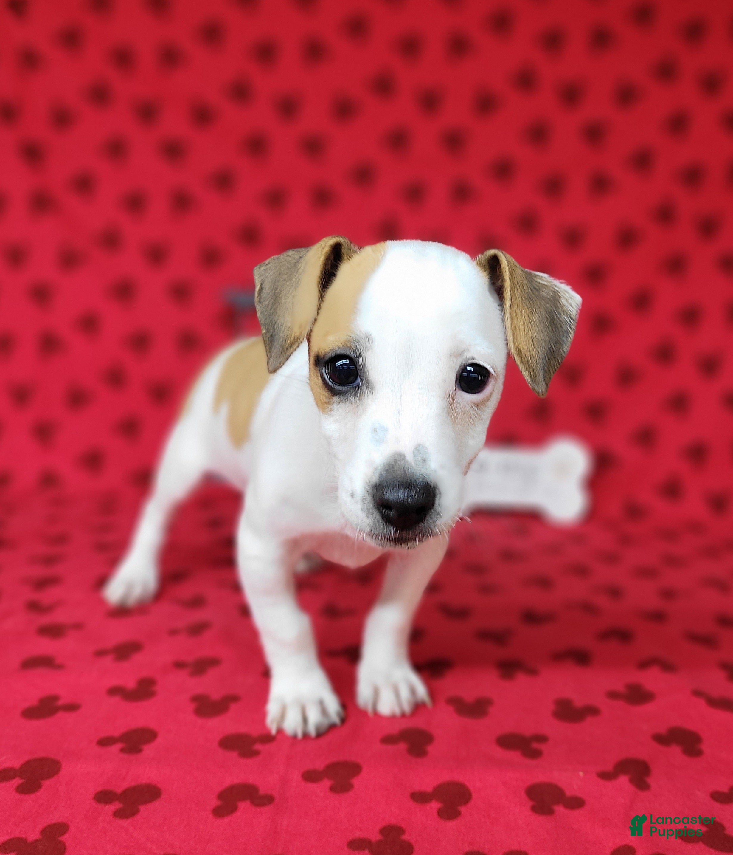 Jack Russell Terrier dogs Jinx purebred JRT - Ad 2