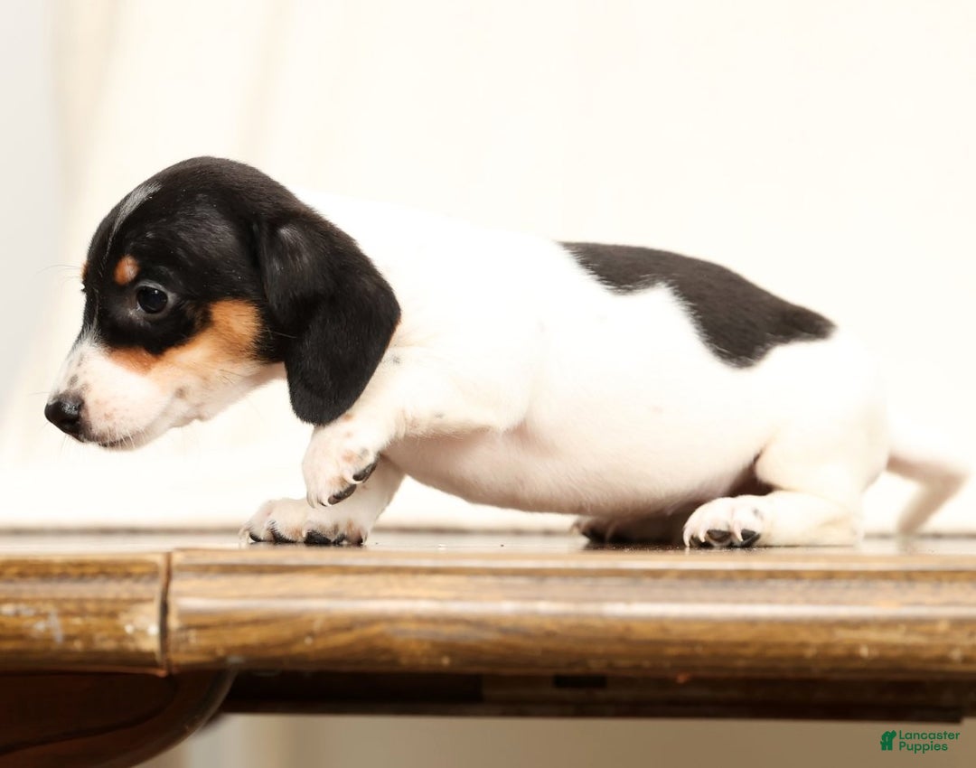 Miniature Dachshund dogs for sale: Piper - Ad 6