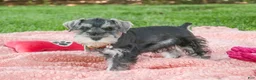 Miniature Schnauzer dogs for sale: Nellie Belle - Ad 6