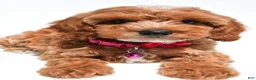 Cockapoo dogs for sale: Tiffany - Ad 6