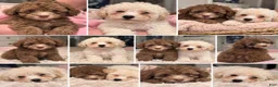 Toy Poodle dogs for sale: Biscuit 🤍🐻‍❄️ - Ad 12