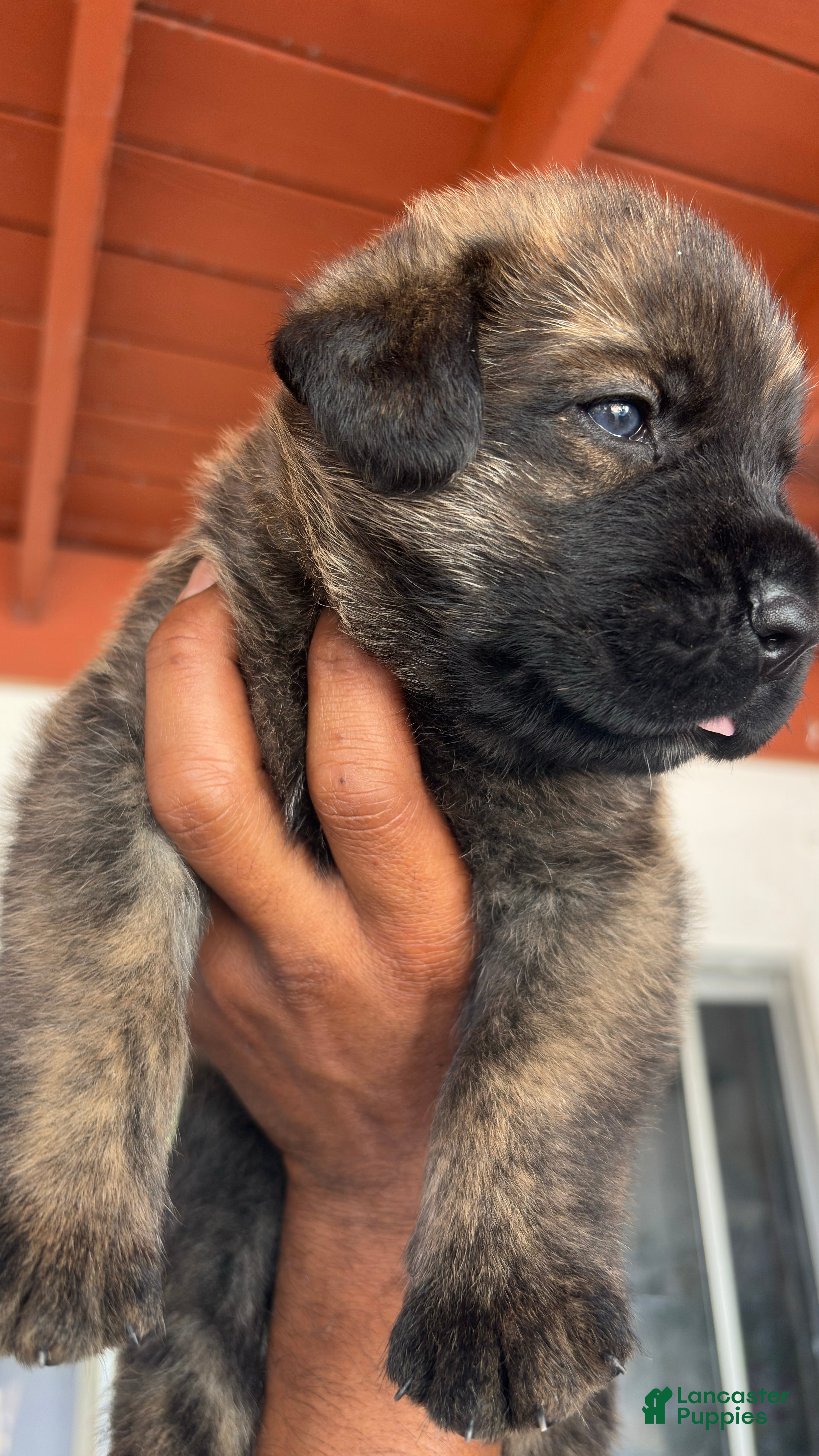 Mixed Breed dogs Maximus - Ad 2