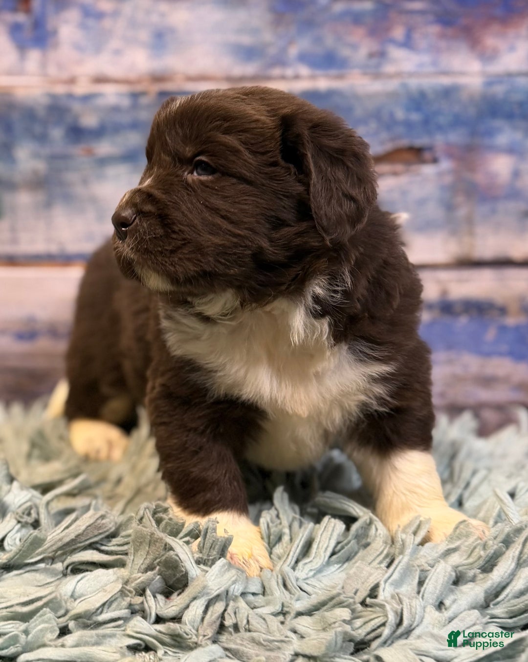 Mixed Breed dogs for sale: Stevie OFA DNA  - Ad 6
