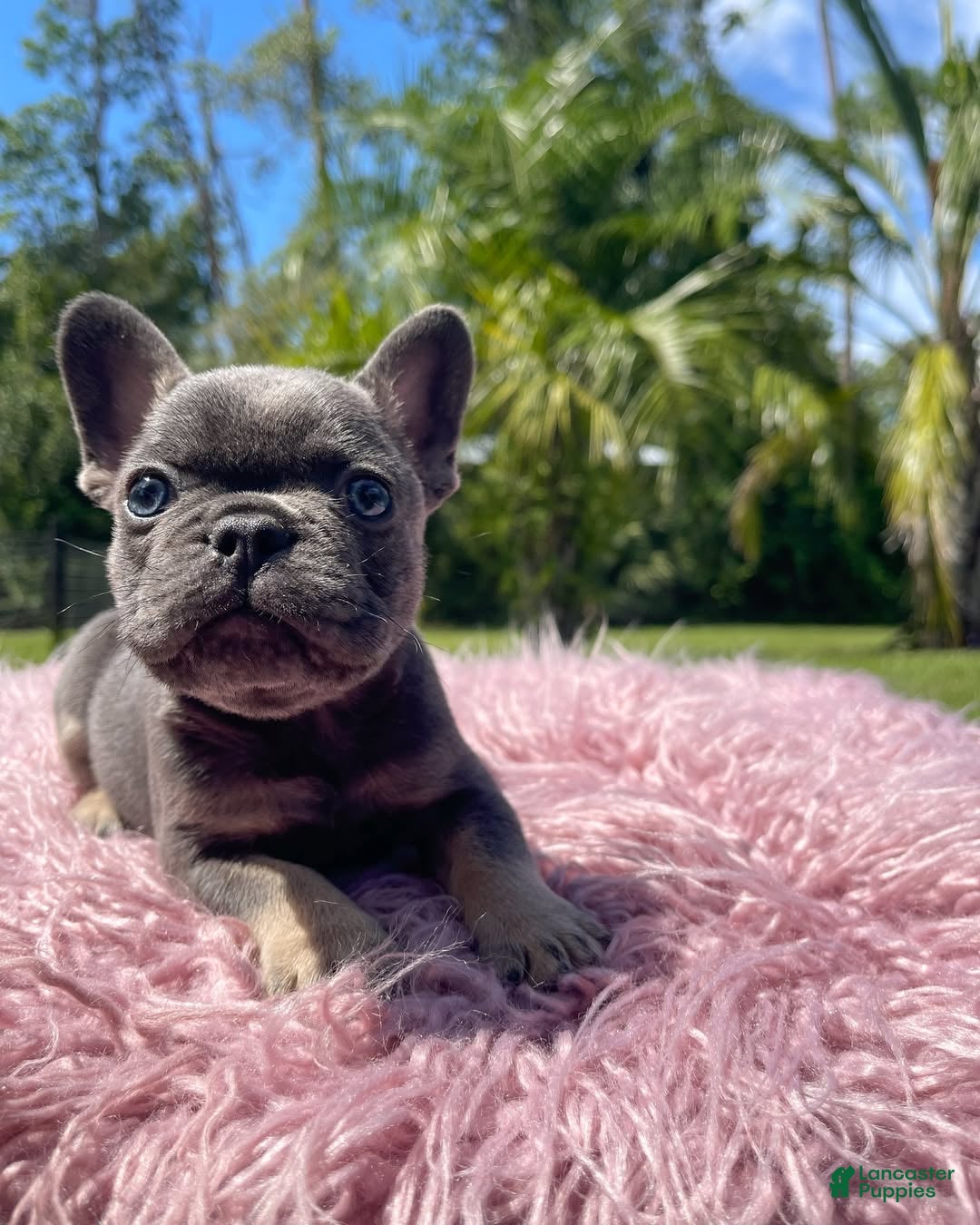 French Bulldog dogs French Bulldog Puppy 1 - Ad 36