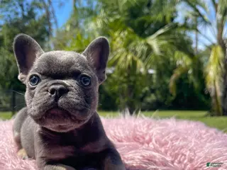 French Bulldog dogs French Bulldog Puppy 1 - Ad 36
