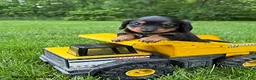 Dachshund dogs for sale: Rune - Ad 3