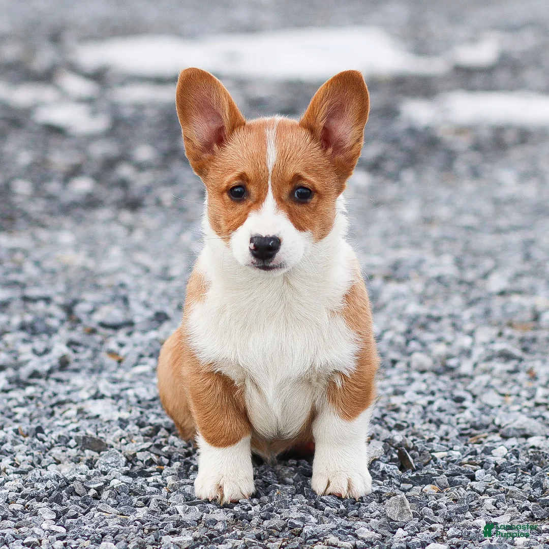 Welsh Corgi Pembroke dogs for sale: Kadin Welsh Corgi Pembroke - Ad 19