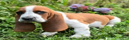 Basset Hound dogs for sale: Crosis (Purple) - Ad 2