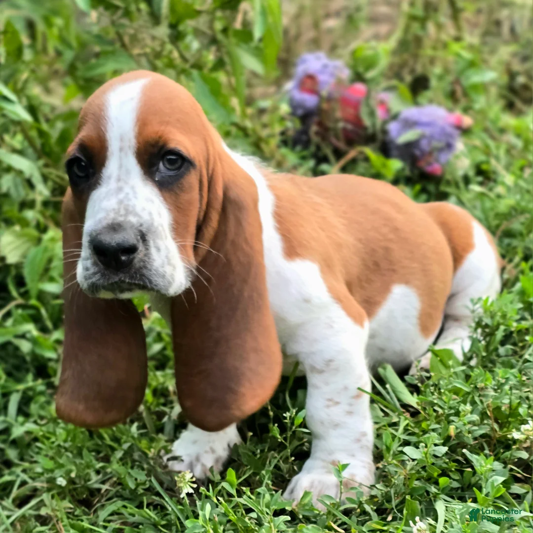 Basset Hound dogs for sale: Crosis (Purple) - Ad 2